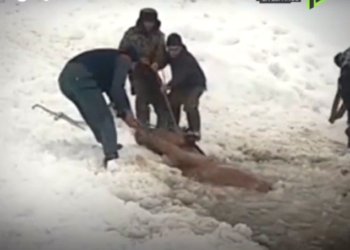 (VIDEO) Granjeros rusos rescatan a una manada de caballos de un lago congelado