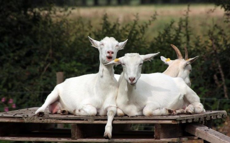 ¿Un perro o un alienígena? La nueva ilusión óptica que vuelve locos a los internautas