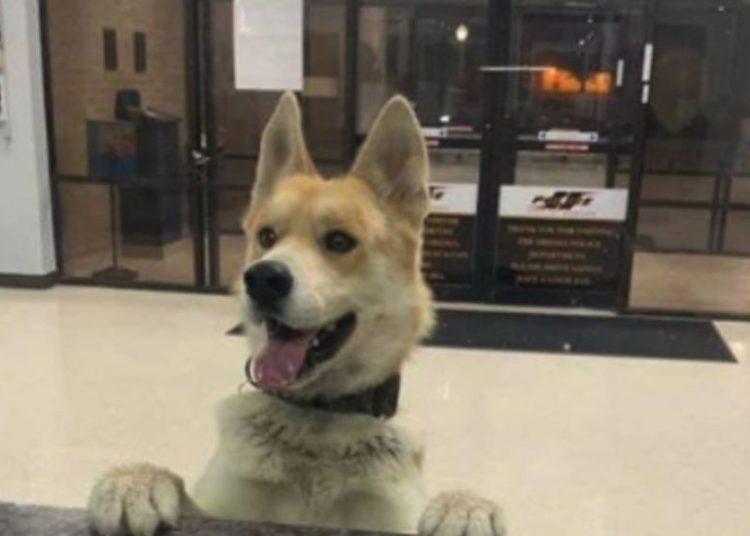 (VIDEO Perro huye de su casa y aparece en la estación de Policía