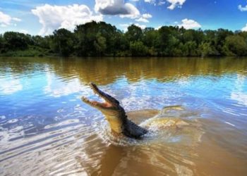 (VIDEO) Un cocodrilo salta del agua y ataca un dron que vuela demasiado bajo