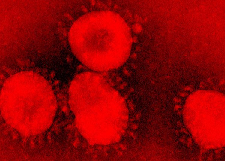 Peores que los coronavirus: Los virus más letales para los humanos
