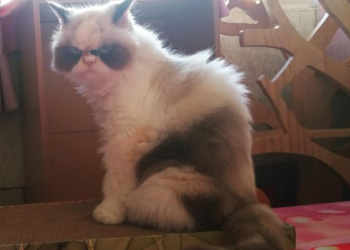 Meow Meow la gatita enojada heredera de Grumpy Cat