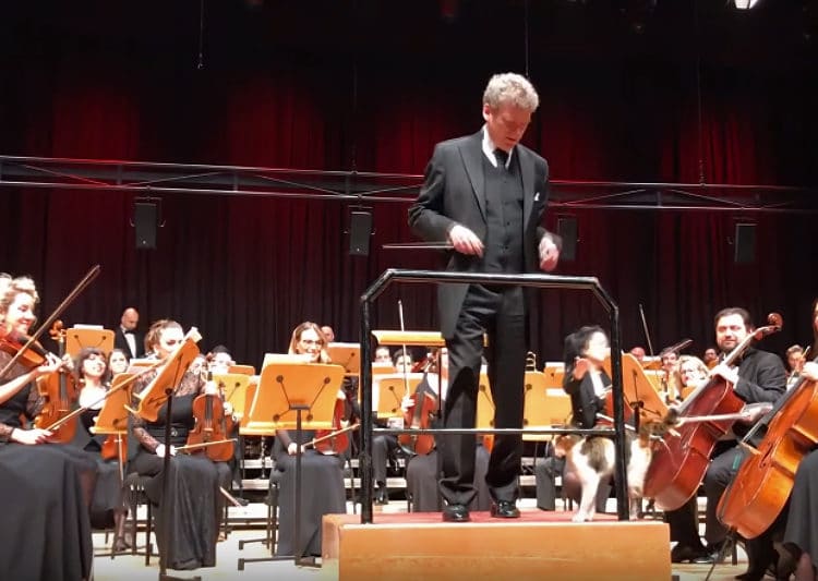 (VIDEO) Un gato ‘se roba’ el espectáculo en un concierto de música clásica