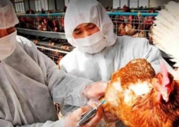 China informa de un brote de gripe aviar en medio de la batalla contra el coronavirus