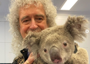 (VIDEO) Brian May da un ‘concierto privado’ un koala salvado de los incendios en Australia