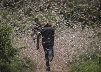 Países africanos y asiáticos declararon emergencias por la plaga de langostas más grande de las últimas décadas