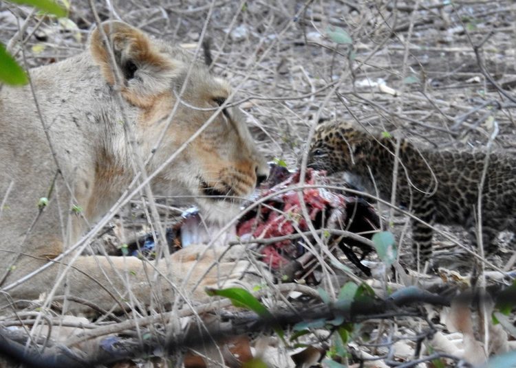 Leona adopta y cría a un cachorro de leopardo