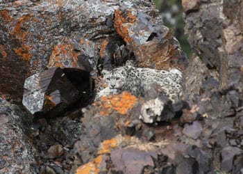 Captan una ‘pantera rosa’ paseando por un parque nacional de Siberia