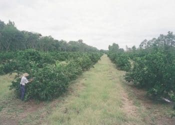 Gobierno decreta alerta nacional ante plaga que afecta producción de limones, naranjas y mandarinas