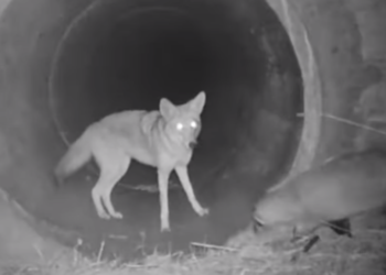 (VIDEO) Un coyote espera a un tejón para atravesar un túnel