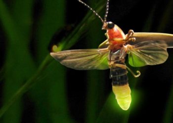 Luciérnagas corren peligro de extinción, aseguran científicos