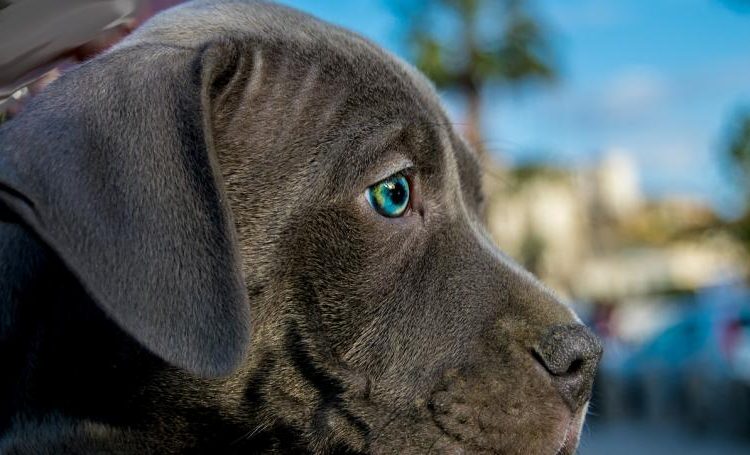 Niño deja a su perrito en un refugio porque su papá lo maltrataba
