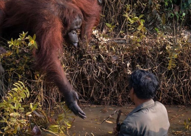 Orangután le ofrece ayuda a un hombre atrapado en un río lleno de serpientes