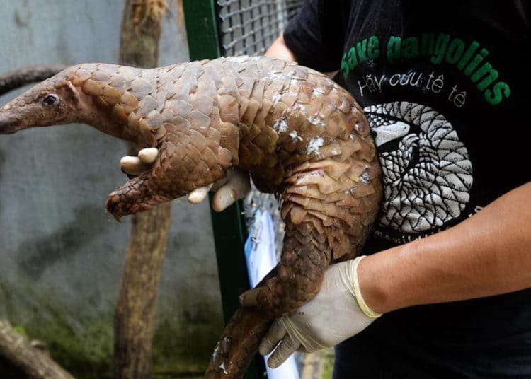 El pangolín, el extraño animal que podría haber transmitido el coronavirus a los humanos