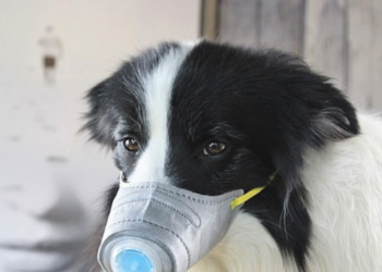 Hasta las mascotas llevan mascarillas en China al tratar de protegerlos del coronavirus