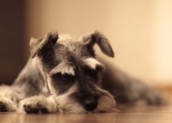 El extraño comportamiento del perro salva a una pareja de la muerte