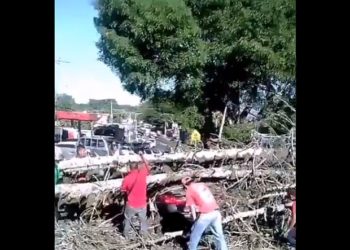 Vientos derriban árbol de pino en Los Planes de Renderos y destruye vehículo