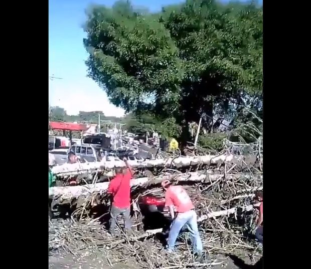 Vientos derriban árbol de pino en Los Planes de Renderos y destruye vehículo