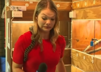 (VIDEO) Una serpiente aterroriza a una reportera al morder su micrófono