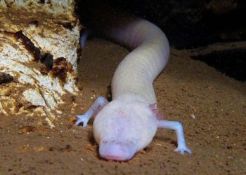 Una rara salamandra de cueva no se ha movido del mismo lugar en 7 años
