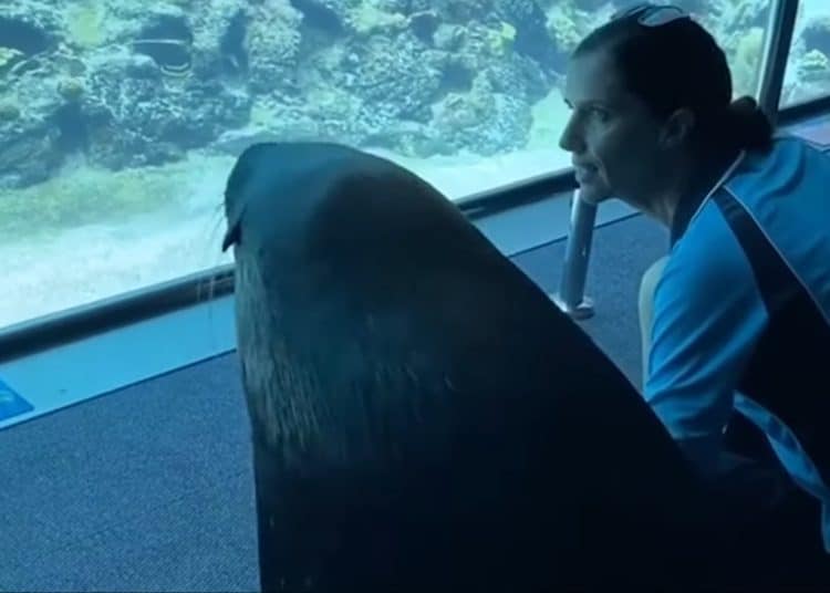 (VIDEO) Un león marino sale a pasear por un acuario vacío por la cuarentena