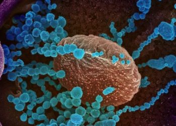 Científicos descubren cómo el coronavirus se une a las células humanas