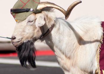 Multan a un hombre por sacar a pasear a una cabra durante el confinamiento en España