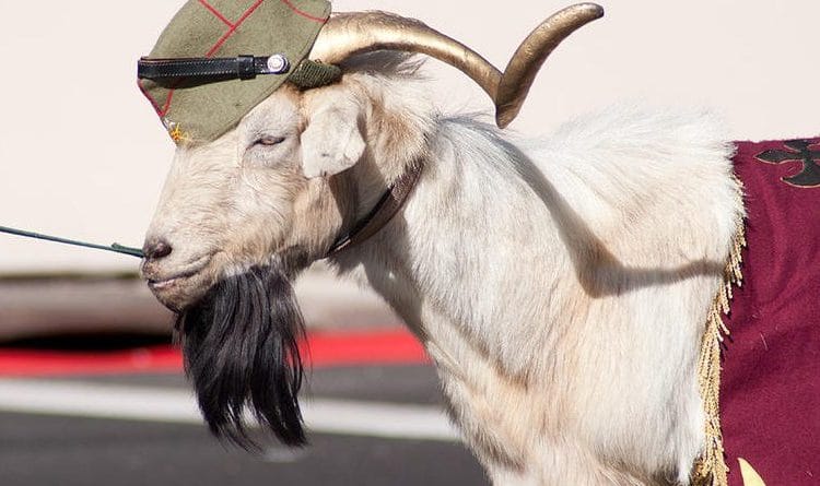 Multan a un hombre por sacar a pasear a una cabra durante el confinamiento en España