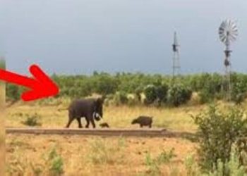 VIDEO) Una cría de búfalo pone en fuga a un elefante