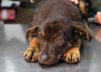 (VIDEO) Un niño salva la vida de un cachorro sacándolo de un pozo de petróleo