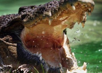 Un hombre viola la cuarentena para ir de pesca y es devorado por un cocodrilo
