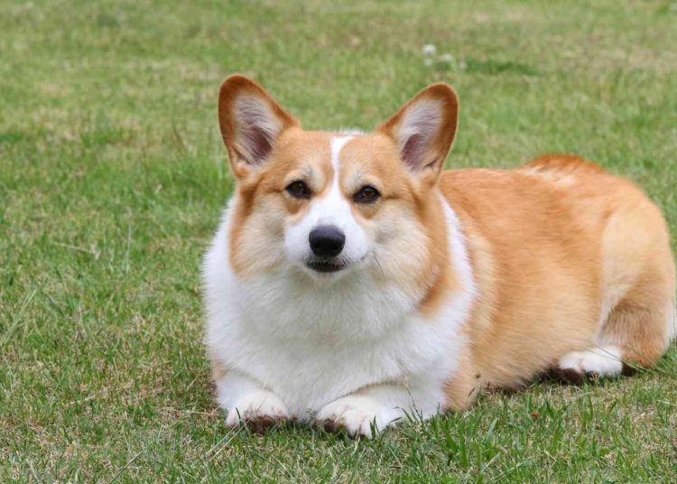 Un perro ‘finge’ una sangrienta muerte y engaña la seguridad de Facebook