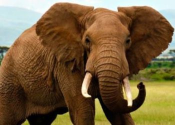 (VIDEO) Un guía turístico recibe patadas de un elefante y ni se inmuta