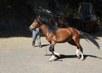 PNC destina más caballos para brindar seguridad en plazas y parques
