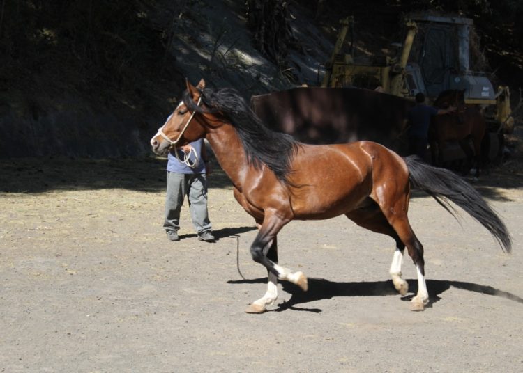 PNC destina más caballos para brindar seguridad en plazas y parques
