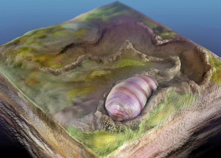 Hallan fósil de gusano que podría ser origen de animales y del hombre