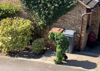 (VIDEO) Un hombre se disfraza de arbusto para evadir la cuarentena en Reino Unido