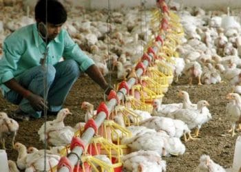 Un granjero indio sacrifica 175.000 aves y destruye 900.000 huevos por las noticias falsas sobre el coronavirus