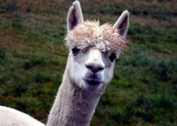 (VIDEO) Un hombre va acompañado de un llama vestida con un esmoquin en la boda de su hermana