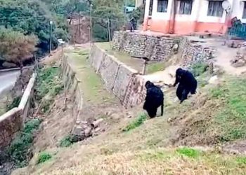 (VIDEO) Policías indios se disfrazan de osos para ahuyentar a una manada de monos ‘invasores’