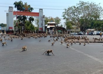 (VIDEO) Cientos de monos se pelean por comida abandonada por turistas en Tailandia debido al coronavirus