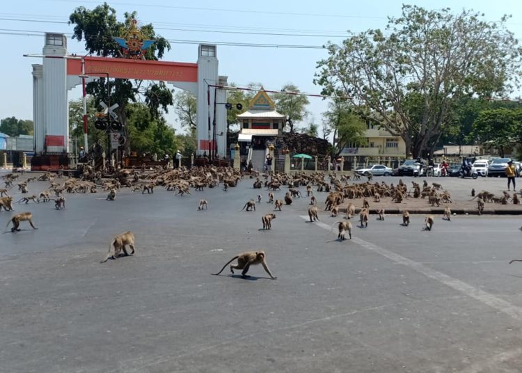 (VIDEO) Cientos de monos se pelean por comida abandonada por turistas en Tailandia debido al coronavirus