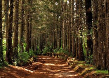 MARN cierra acceso en Áreas Naturales Protegidas