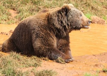 (VIDEO) Un oso se pasea por las calles vacías en España en medio del brote de covid-19