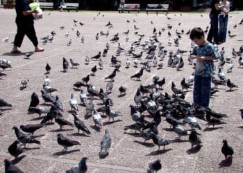 (VIDEO) Palomas ‘acosan’ a una mujer durante la cuarentena por la escasez de comida