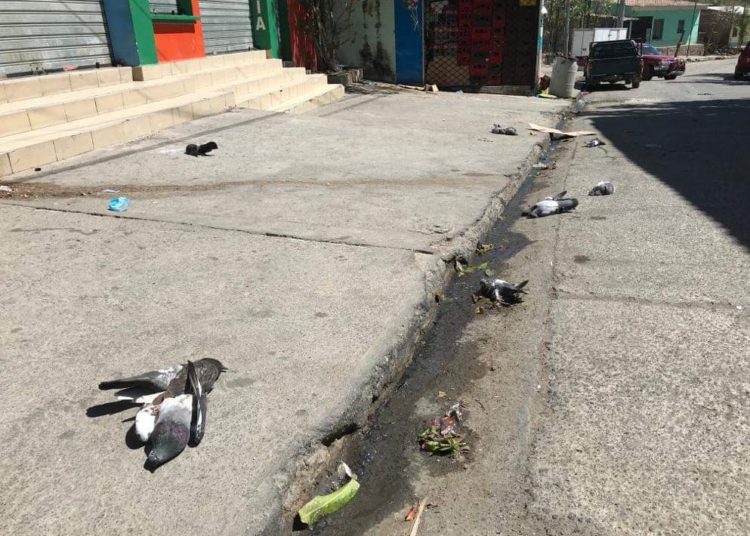 Aparecen varias aves muertas en Santa Rosa de Lima
