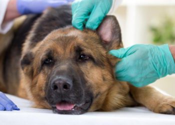 Un segundo perro contrae coronavirus en Hong Kong, su dueño está infectado