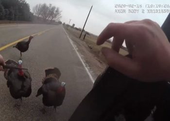 (VIDEO) Unos Pavos desafían a un policía que trata de sacarlos de la carretera
