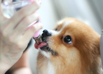 Muere el primer perro diagnosticado con coronavirus