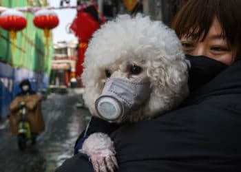 Un perro dio positivo por coronavirus en Hong Kong